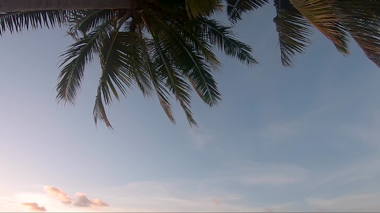 바람에 일몰 동안 야자수