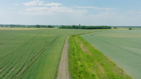 Vista-Aérea-De-Establecimiento-De-Campos-De-Cereales-En-Maduración,-Agricultura-Orgánica,-Paisaje-Rural,-Producción-De-Alimentos-Y-Biomasa-Para-Una-Gestión-Sostenible,-Día-Soleado-De-Verano,-Tiro-Bajo-De-Drones-Avanzando