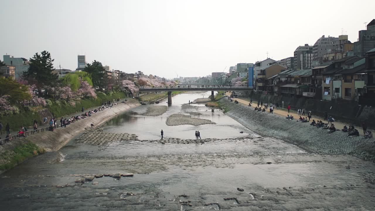 일본 교토의 유명한 가모가와 강 주변을 어슬렁거리는 사람들 - 벚꽃 시즌 - 하이 앵글 슬로모 샷