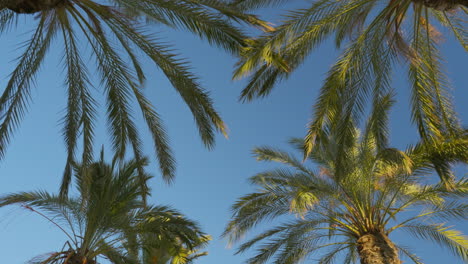 Tracking-shot-through-lush-palm-tree-forest-on-a-vibrant-summer-day-with-crystal-clear-blue-skies