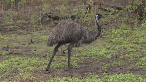 a wild emu, australia's tallest bird, grooms her feathers