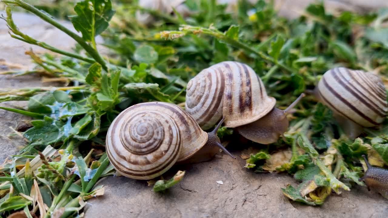 Close up of group of chocolate band snails Eobania vermiculata stretching out their antennae sitting on weed, filmed in Djemila Algeria