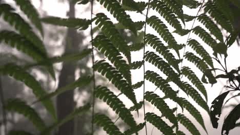 a close-up view of ferns in the monteverde cloud forest, showcasing the vibrant green fronds and the unique, intricate patterns of the leaves