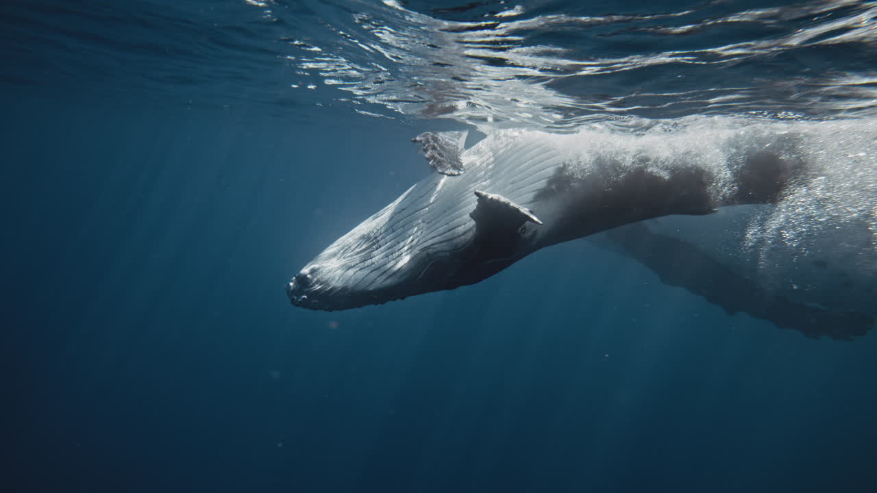 Humpback whale calf rolls over mother playing at surface of water in Tonga