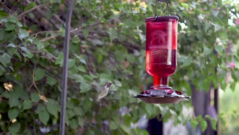 Un-Colibrí-De-Anna-Se-Acerca-Al-Comedero-Para-Colibríes-Y-Luego-Come