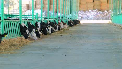 Distant-footage-of-cows-eating-their-feed-in-the-barn