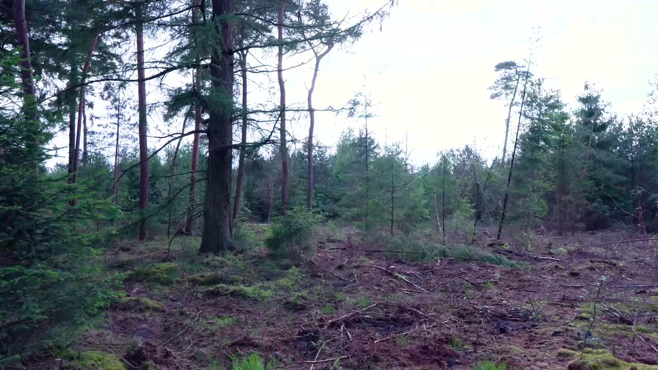 Paisaje de bosque de pinos