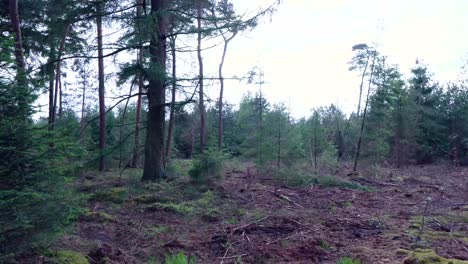 pine forest landscape