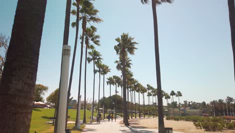 path lined with tall palm trees blowing in the warm summer breeze