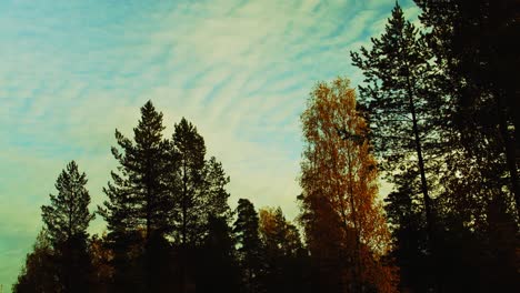 Timelapse-De-La-Brisa-Del-Atardecer-Mientras-Las-Nubes-Se-Desplazan-Sobre-Las-Hojas-Del-Bosque-Otoñal