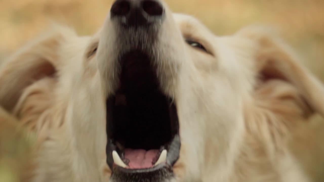 Close-Up of Angry Golden Dog Barking in Slow Motion