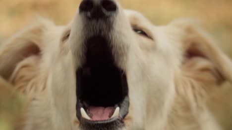 close-up of angry golden dog barking in slow motion