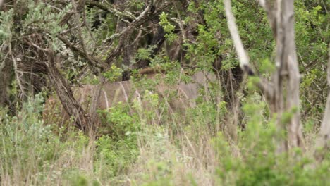 Pan-with-female-African-Kudu-as-she-walks-in-dense-green-bushland