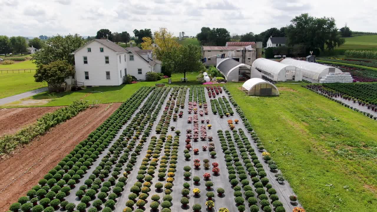 아미시 농장과 국화, 옥수수 밭이 있는 온실의 공중 역방향 촬영, 농산물 재배