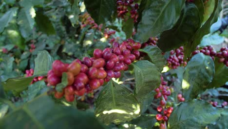 a coffee plant filled with red ripe coffee beans fruit in a windy field