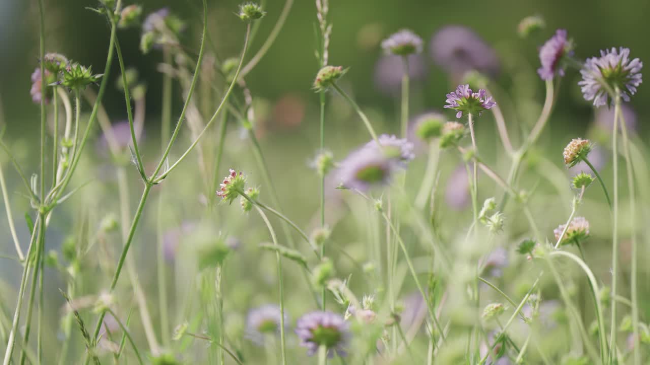 las abejas y los insectos se agrupan por encima de las coloridas flores púrpuras que florecen en el exuberante prado verde del otoño.