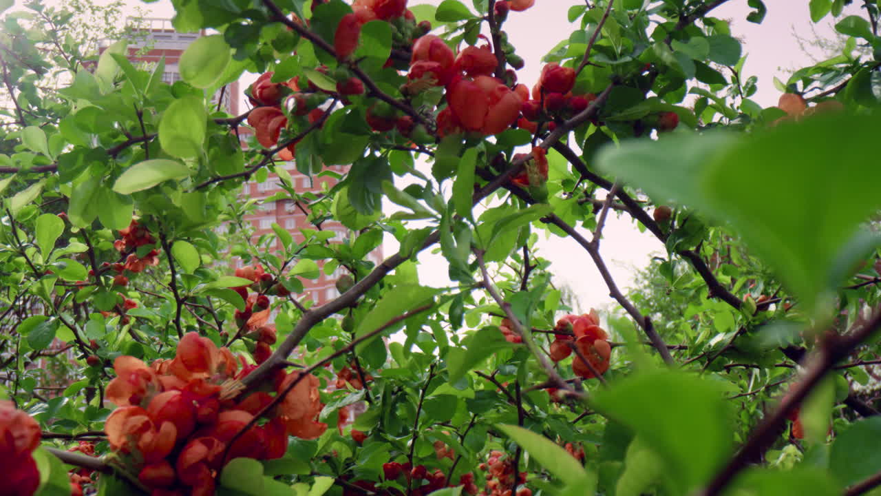 여름 공원에서 하늘을 향해 꽃을 피우는 나무 꽃. 명상적인 꽃 장면.