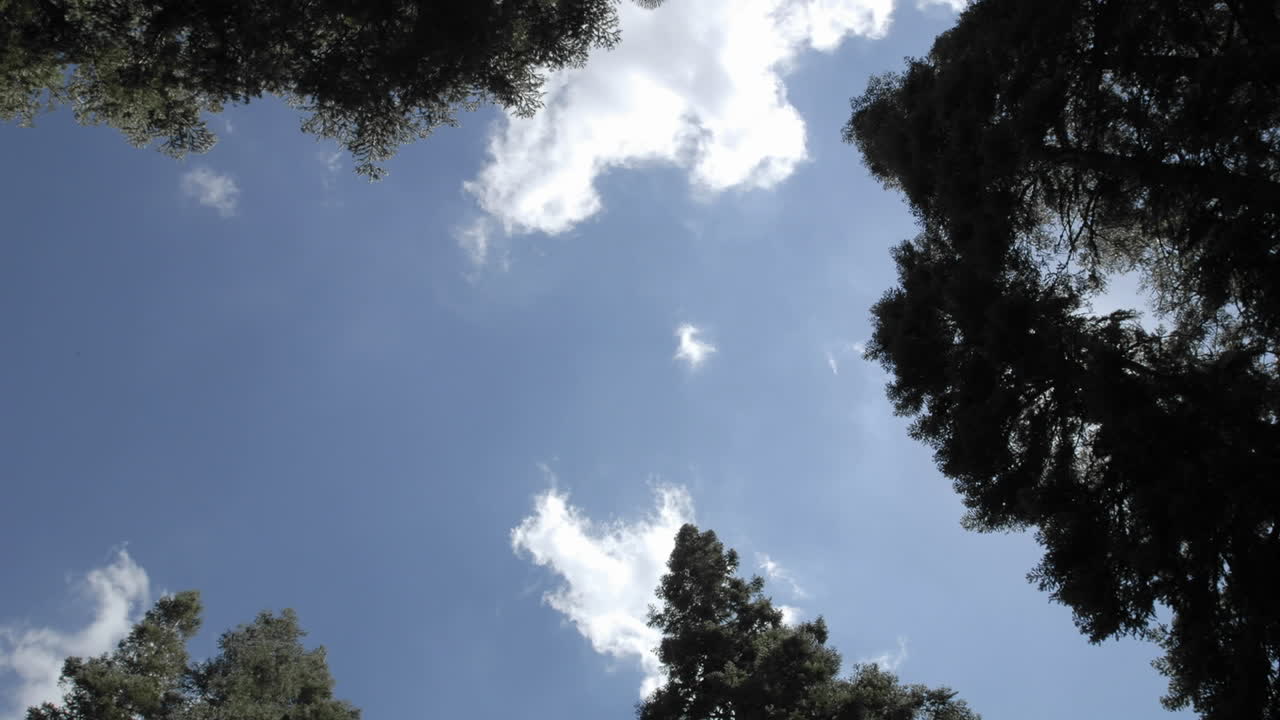 잭슨 메도우 저수지 1의 숲을 통해 떠오르는 스타 트레일 구름과 보름달의 시간 경과