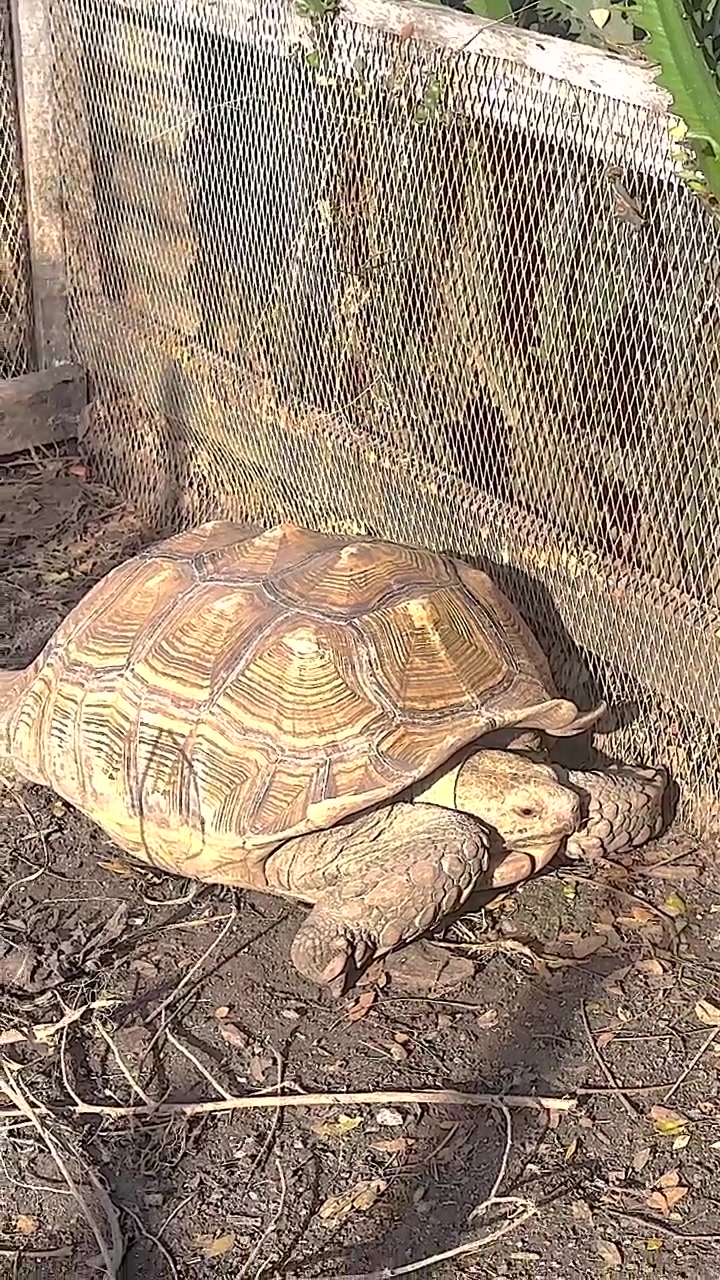 Tortoise exploring enclosure at floating market