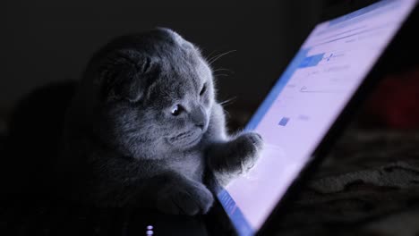 A Beautiful Gray Cat is Sitting at a Laptop in the Evening. A beautiful gray cat is sitting at a laptop in the evening. A smart kitten looks at the computer monitor