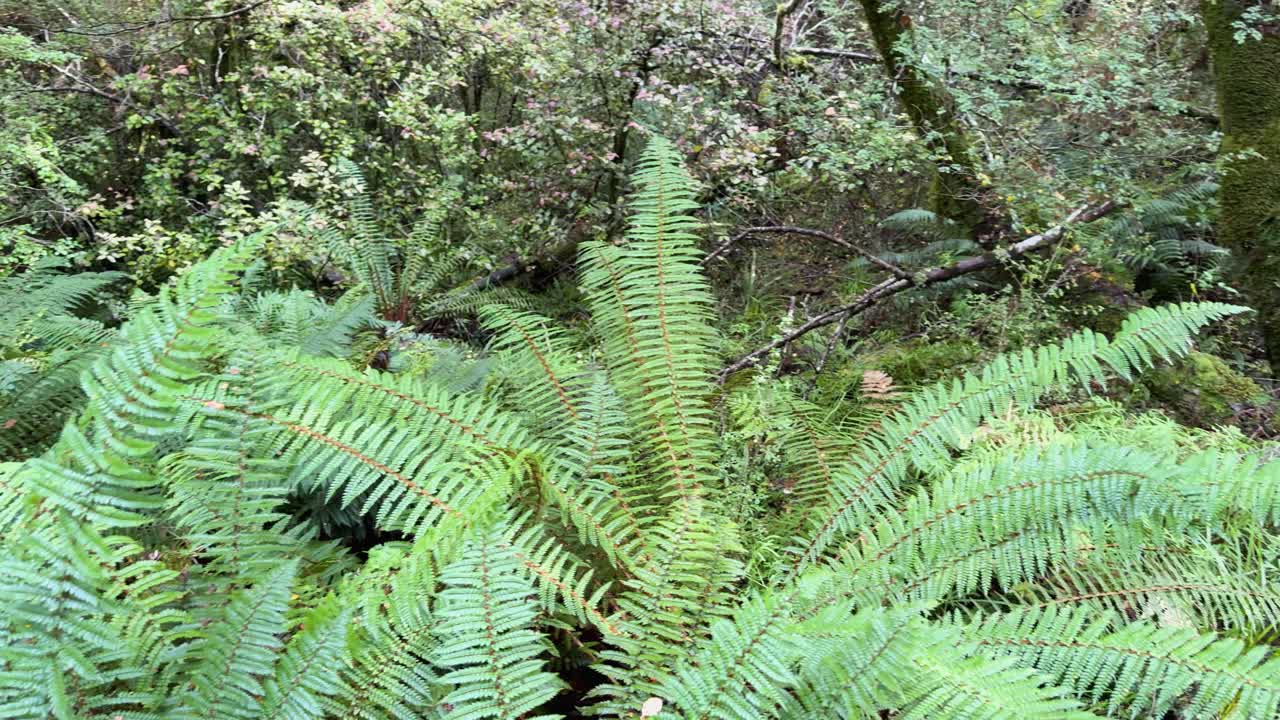 Vibrant green ferns in a dense forest setting, captured with smooth camera movement and natural lighting