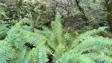vibrant green ferns in a dense forest setting, captured with smooth camera movement and natural lighting