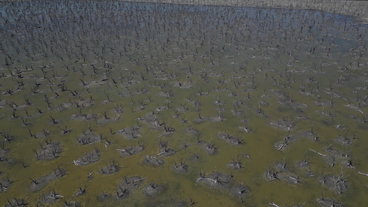 árboles secos en el lago taarbin destruidos por el aumento de los niveles de salinidad, australia occidental