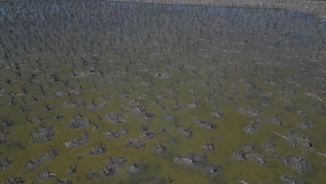 dry trees in taarbin lake destroyed by rising salinity levels, western australia