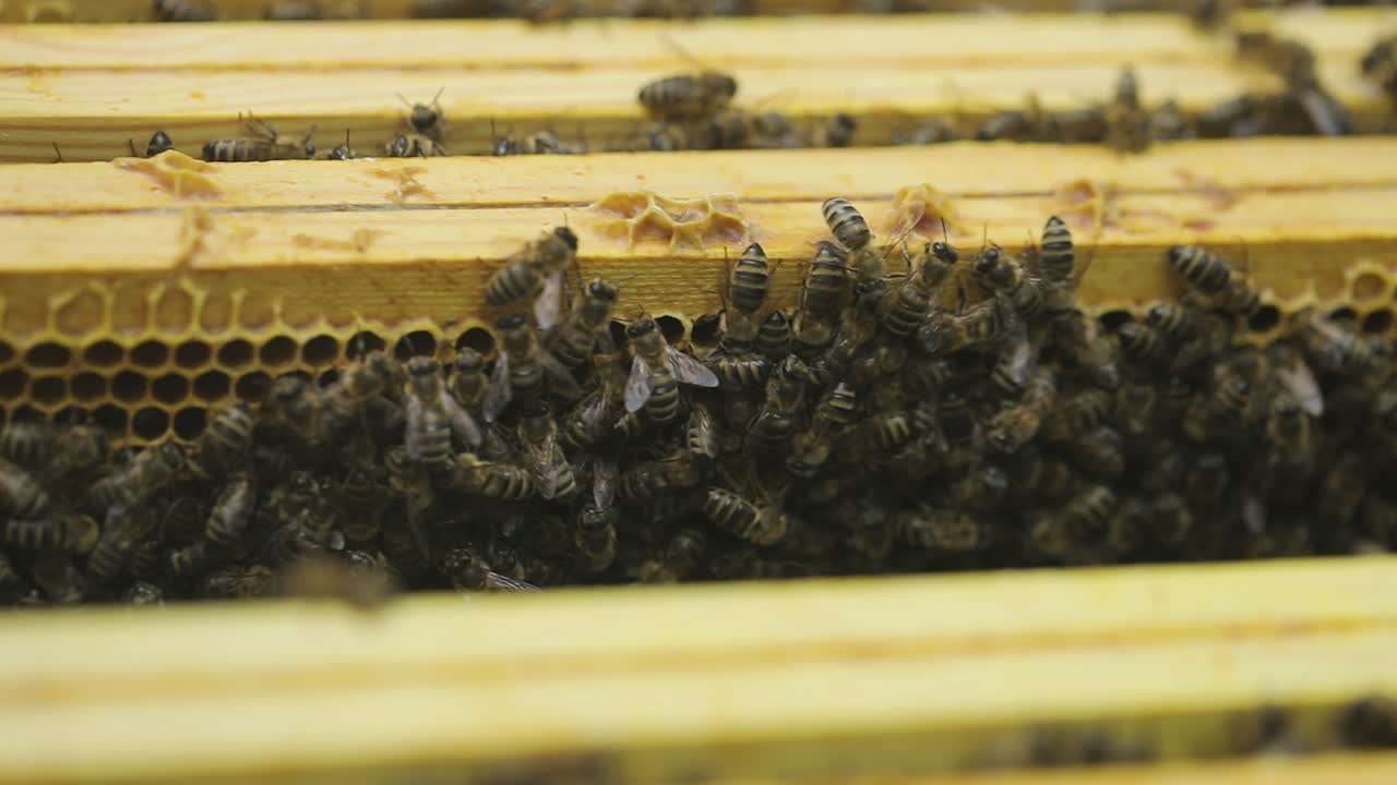 las abejas se arrastran en una colmena abierta sobre panales de madera