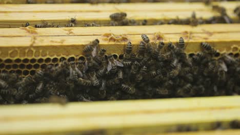 Bees-Crawl-In-An-Open-Hive-On-Wooden-Honeycombs