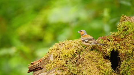 Common-Eurasian-Chaffinch-in-Friesland-Netherlands-stands-on-broken-decomposing-stump-or-log-covered-in-moss