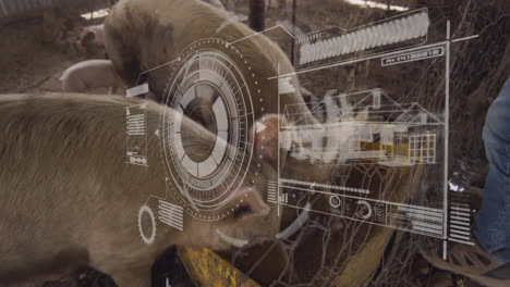 pigs eating on farm with digital interface animation overlaying environment