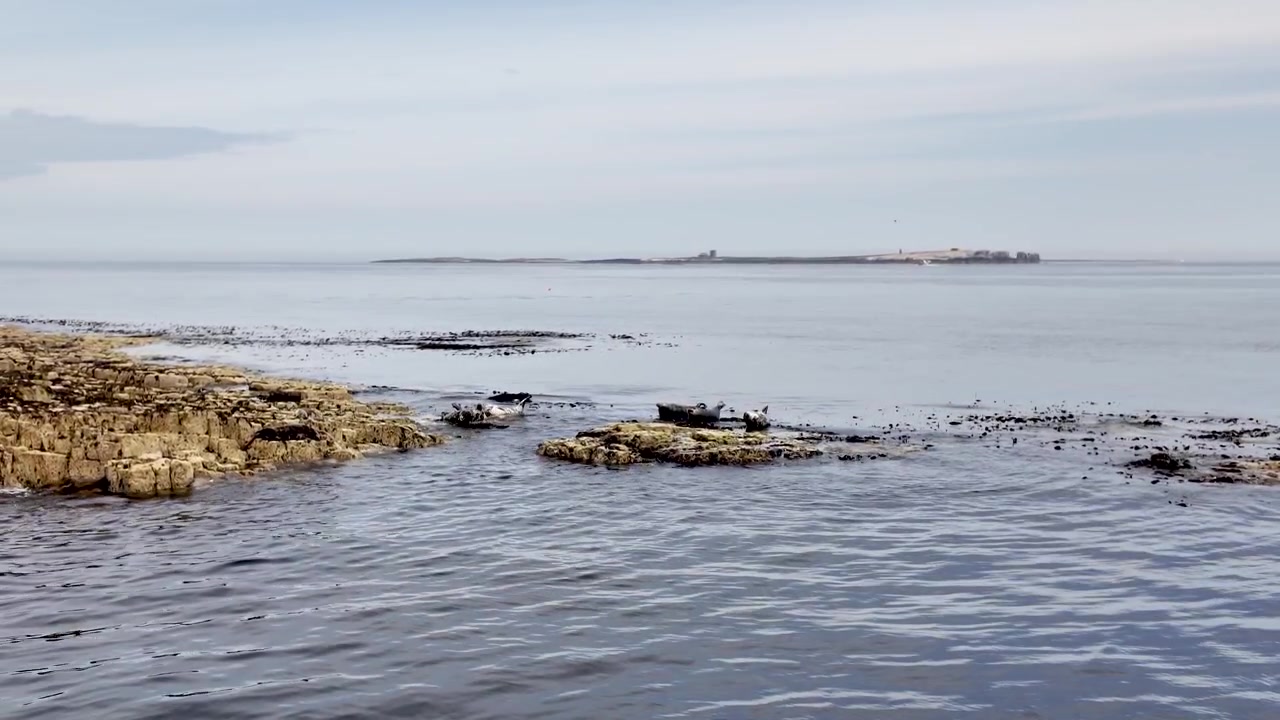 Foche grigie oziano su bassi affioramenti rocciosi al largo della costa del Northumberland mentre dolci onde le lambiscono in una calma giornata di sole