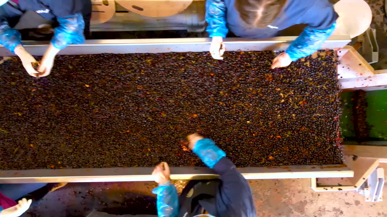 Close-up overhead view of five elderly women selecting grapes on a sorting table and the continuation of the process