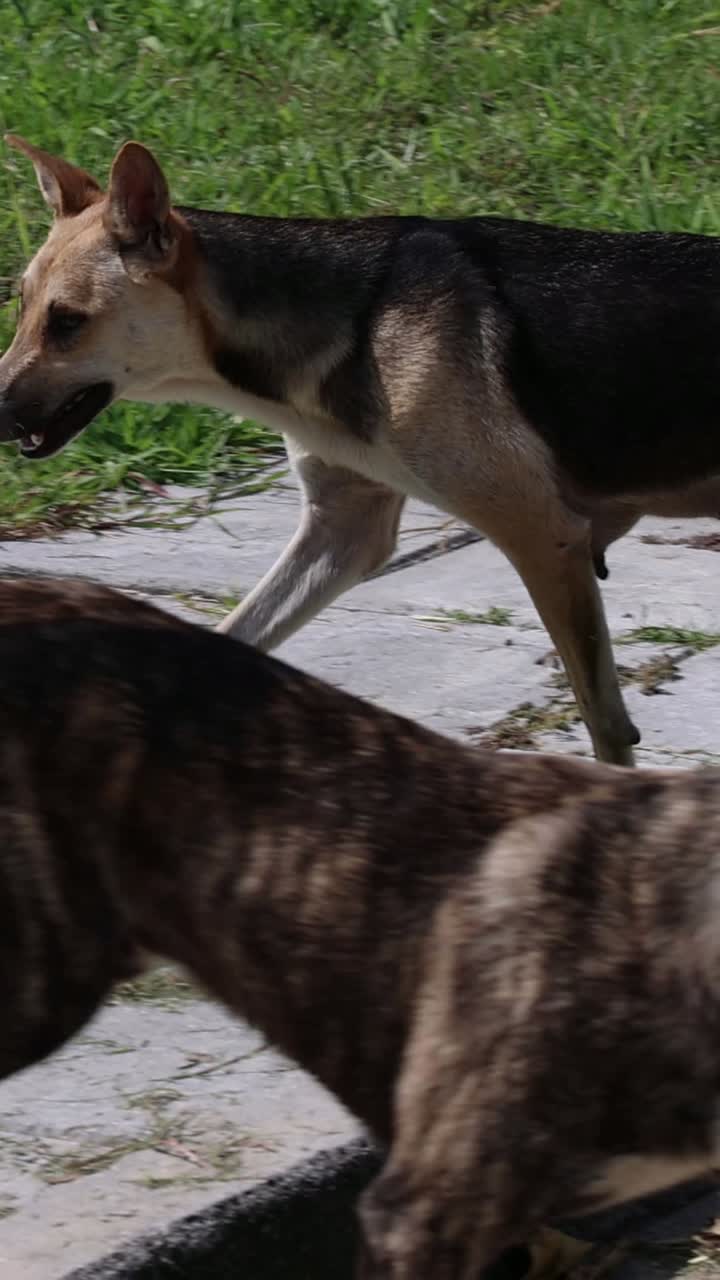 dos perros callejeros caminando y olfateando.