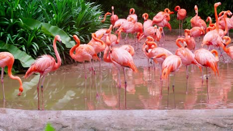 gran cantidad de flamencos en el área de conservación