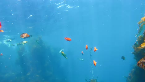 fishes in a towering and cryptic kelp forest obscures the diversity of sea creatures