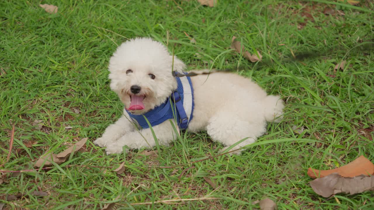 Cute, Playful, And Charming White Maltese Dog Enjoying The Outdoors.