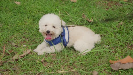 cute, playful, and charming white maltese dog enjoying the outdoors.