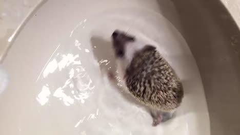 vertical video of a domestic african pygmy hedgehog swimming on a white bathroom sink before taking a bath