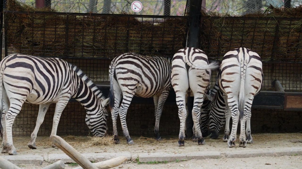 Diverse zebre in piedi vicine, che mostrano distintivi motivi a strisce bianche e nere.