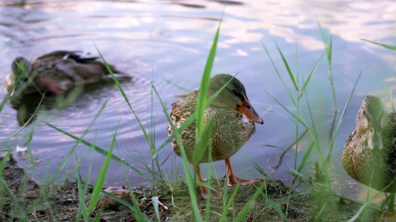 Germani reali nuotano nell'acqua e si puliscono in una mattinata tranquilla