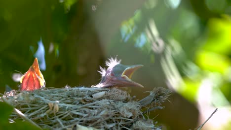 blackbird in a nest feeding baby birds