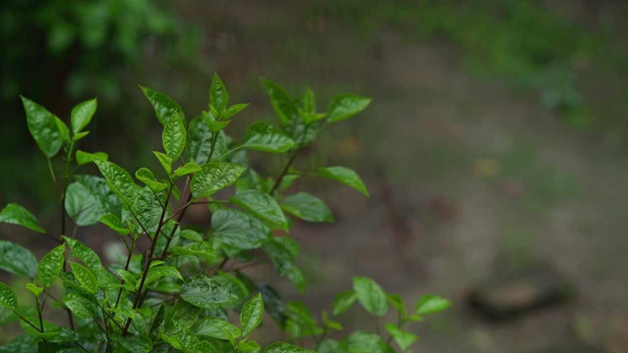 In the rainy season, eastern India receives heavy rainfall during the rainy season.