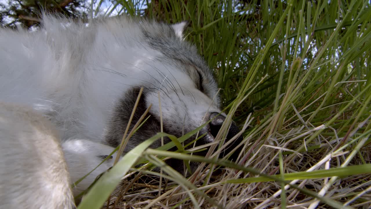 cachorro de lobo gris durmiendo en la hierba
