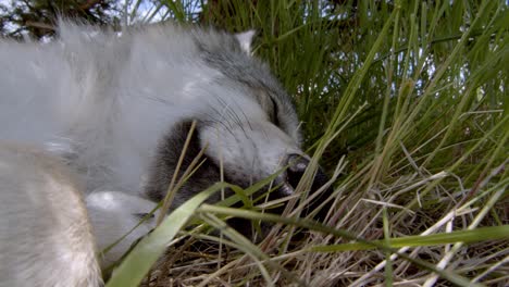 grey wolf pup sleeping in the grass