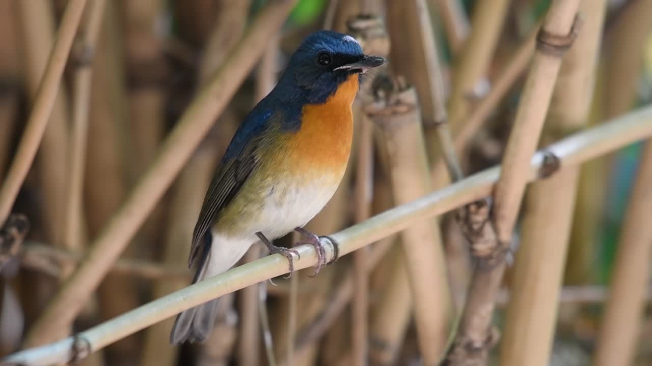 papamoscas azul chino, cyornis glaucicomans, girando la cabeza hacia arriba, mira a la cámara y luego canta