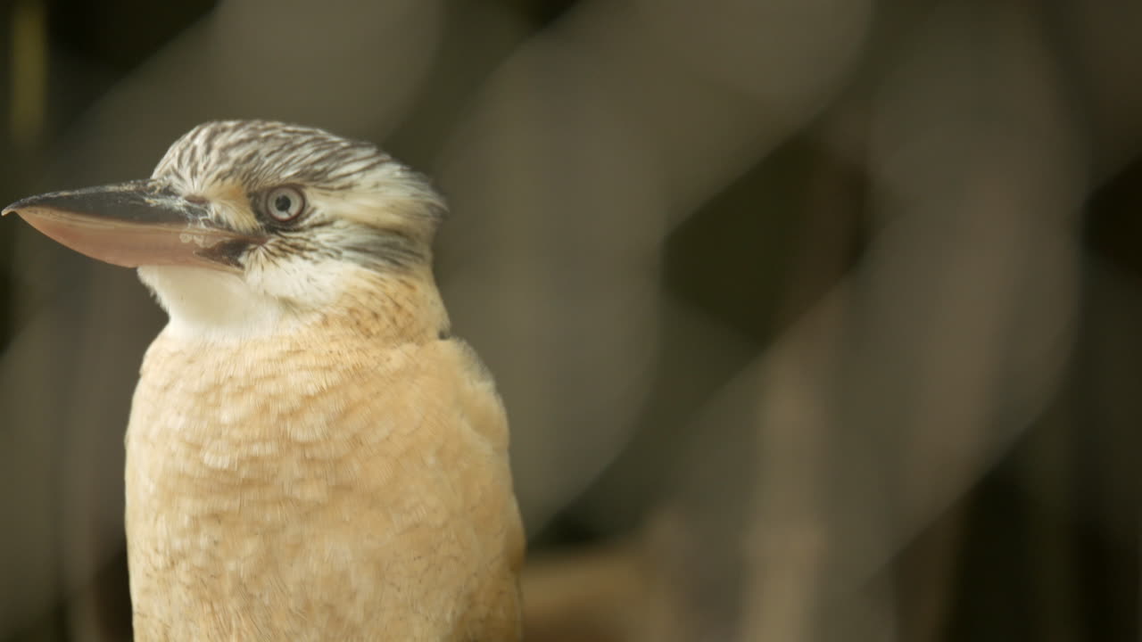 kookaburra nativo australiano que se ríe dentro de un santuario de vida silvestre