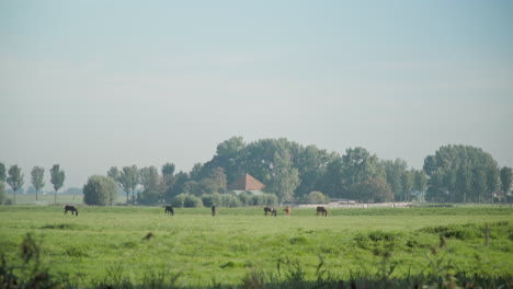 long shot of group of horses in animal farm, staying as a captive, chewing grass on green fields in slowmo