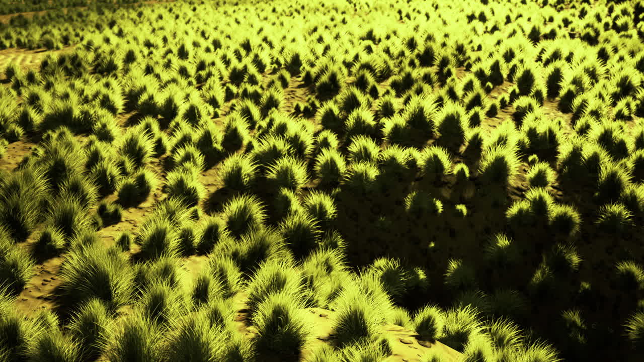 Lush green grasslands thrive under the golden afternoon sun